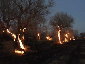 incendi salento