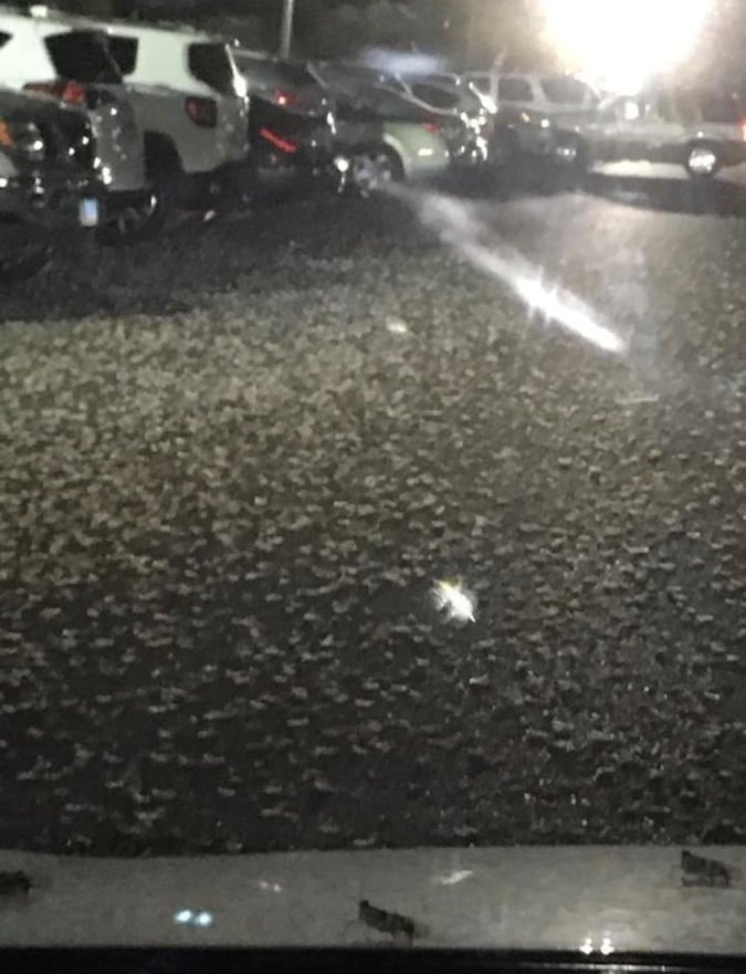 invasione cavallette las vegas