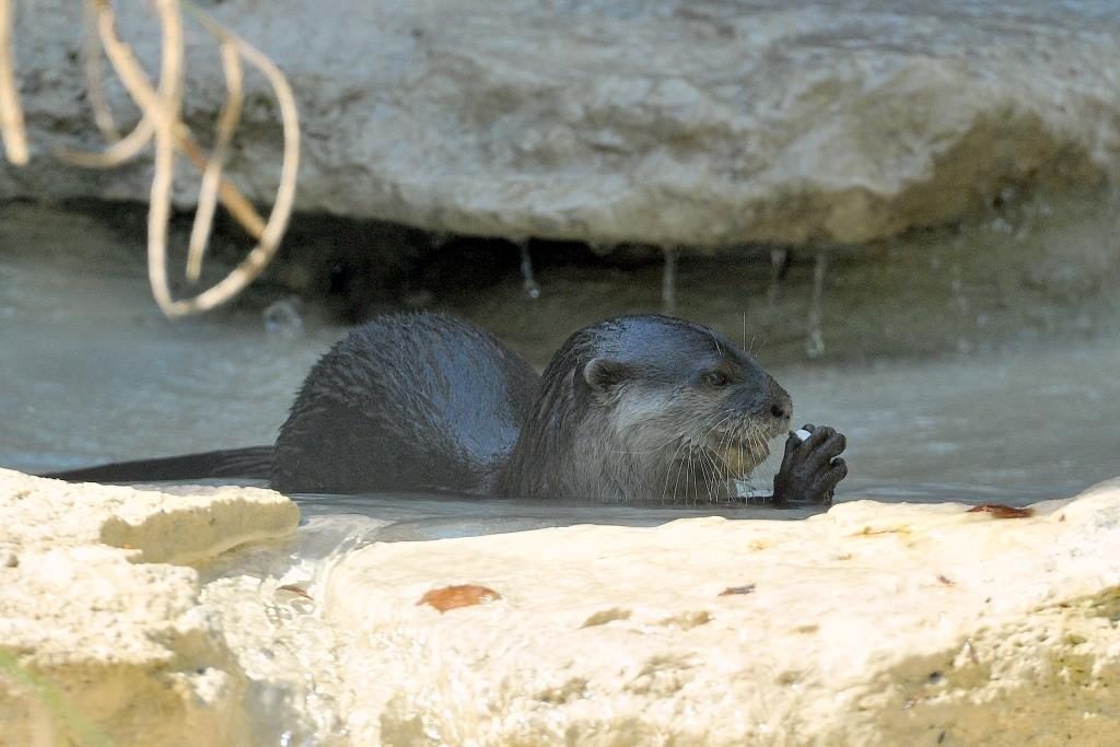 lontra bioparco roma