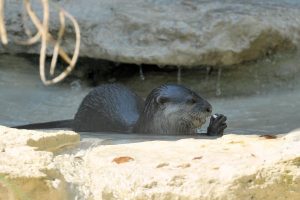 lontra bioparco roma