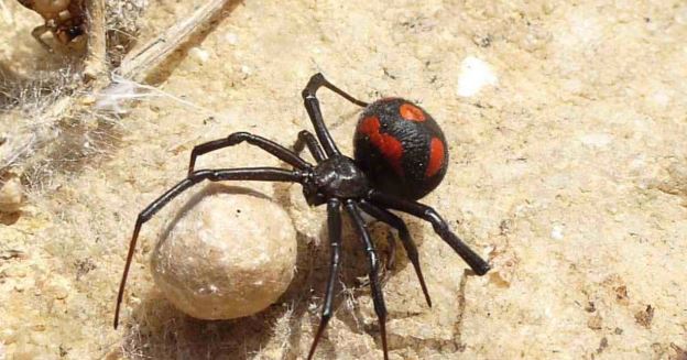 malmignatta vedova nera