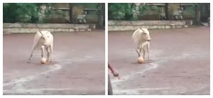 mucca calcio