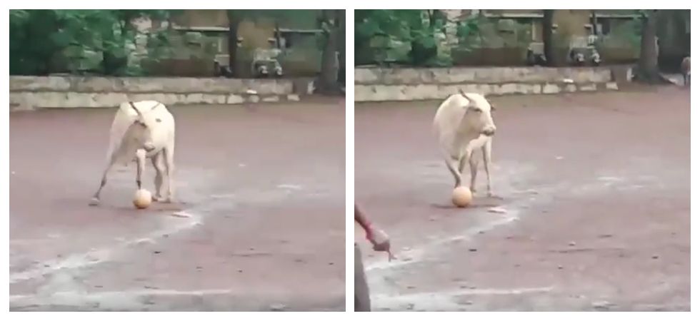 mucca calcio