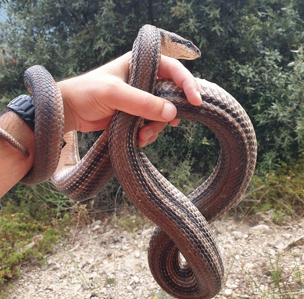 serpente sila