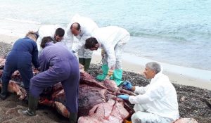 spiaggiamento capodogli