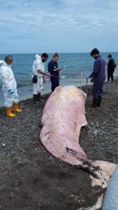 spiaggiamento capodogli