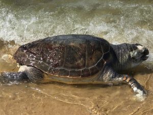 tartaruga caretta caretta