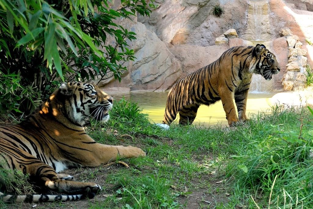 tigri bioparco roma