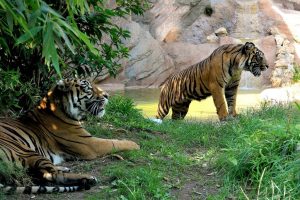 tigri bioparco roma
