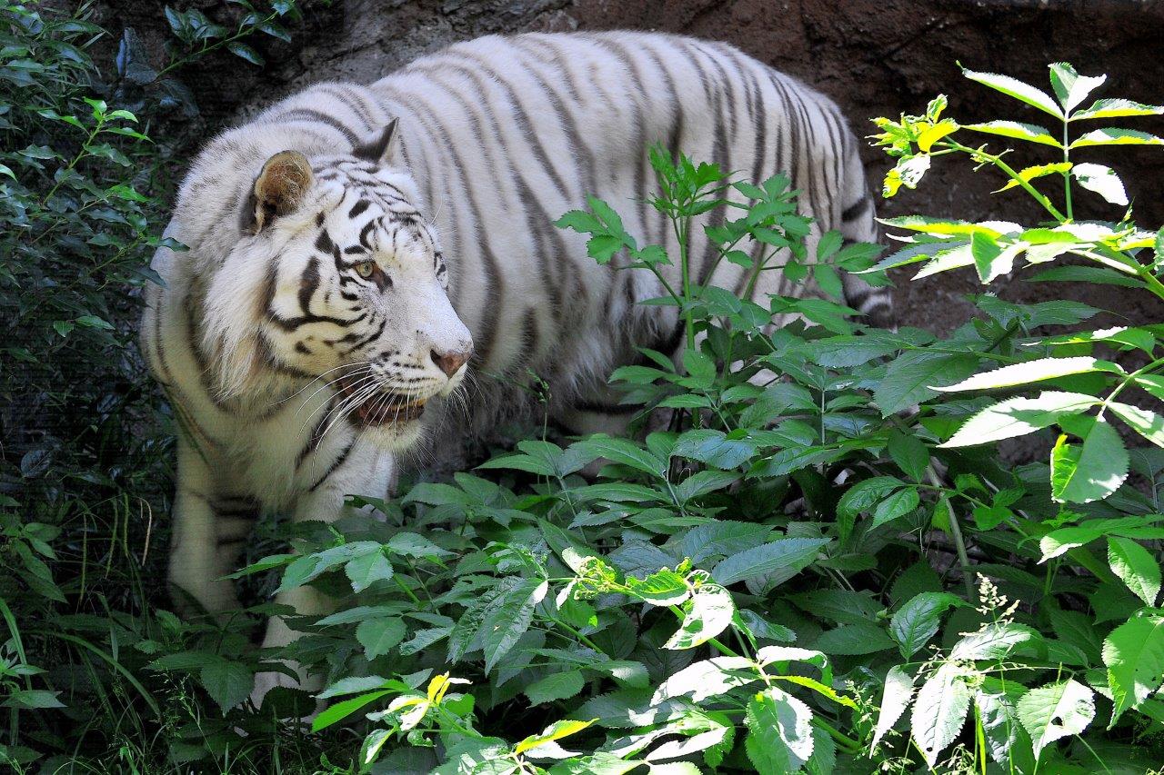 tigri bioparco roma