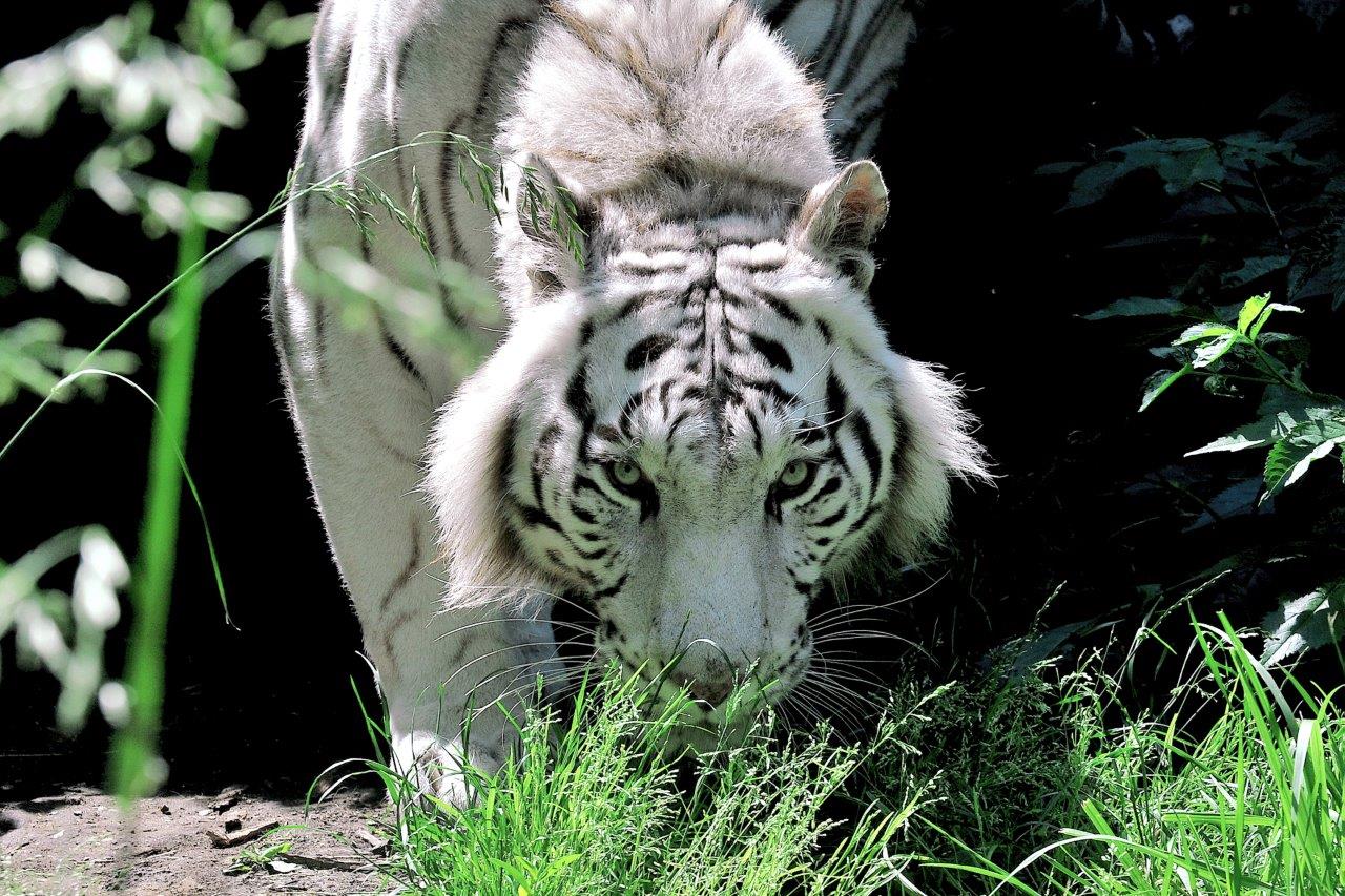 tigri bioparco roma