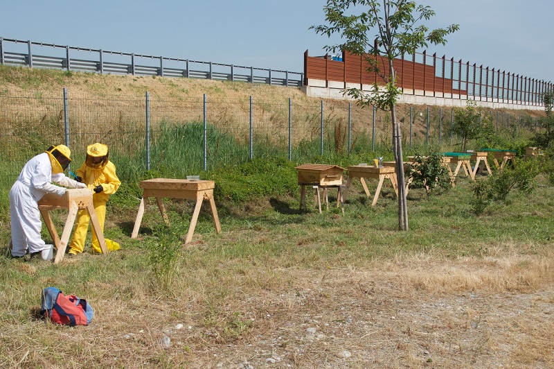 città delle api a58-teem
