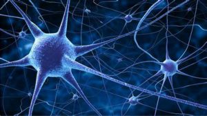 neuroni