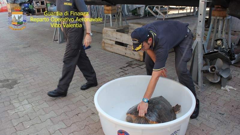 Tartaruga caretta caretta vibo valentia
