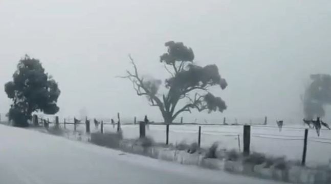 canguri neve australia