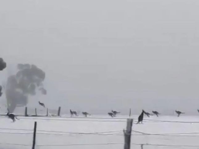 canguri neve australia
