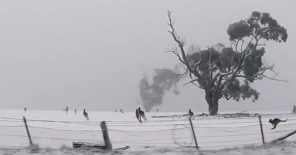 canguri neve australia