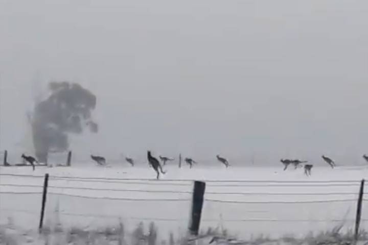 canguri neve australia