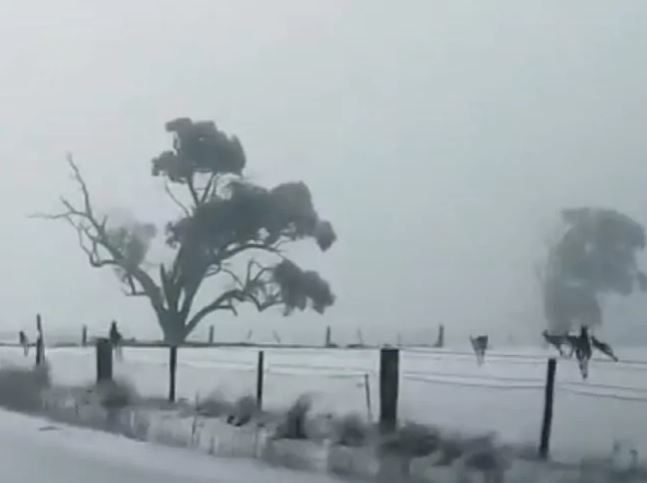 canguri neve australia