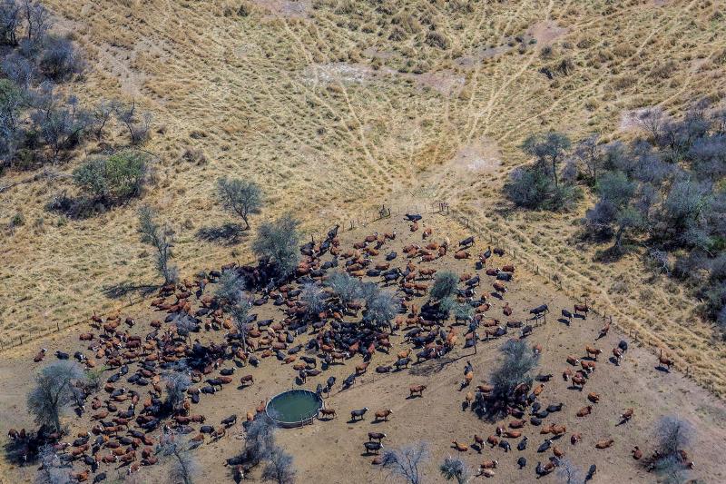deforestazione del Gran Chaco