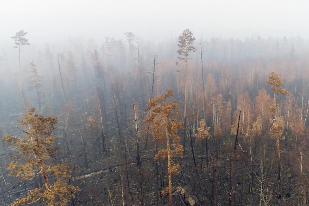 incendi siberia