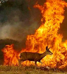 incendi siberia