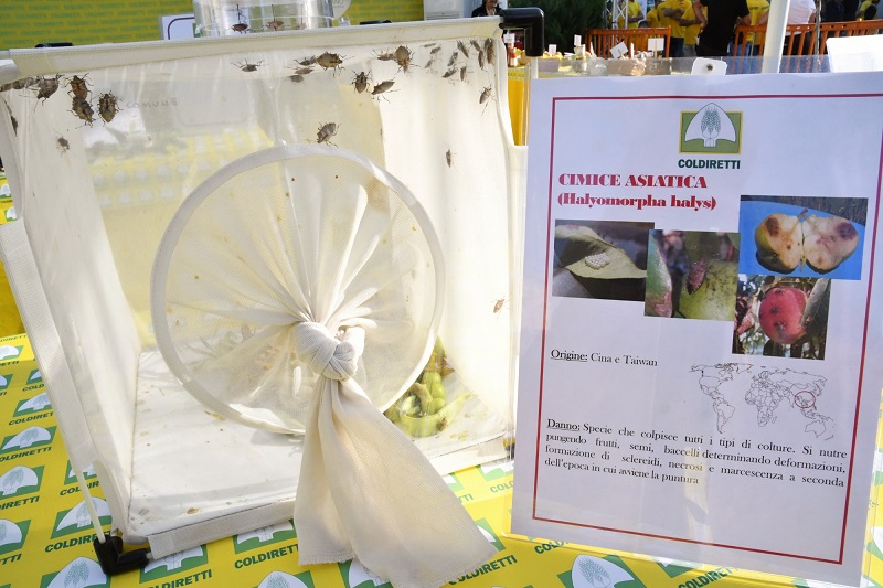 Cimice asiatica