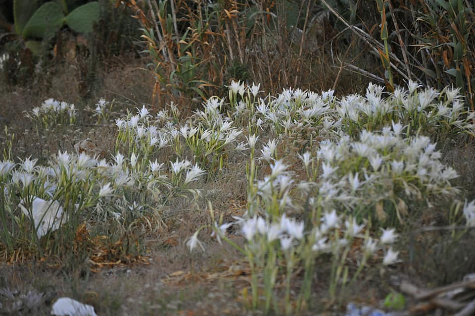 gigli mare Briatico