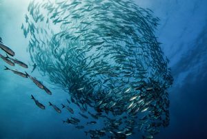 clima risorse ittiche pesci abitanti oceani banco