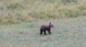 cucciolo orso