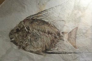 Fossili1
