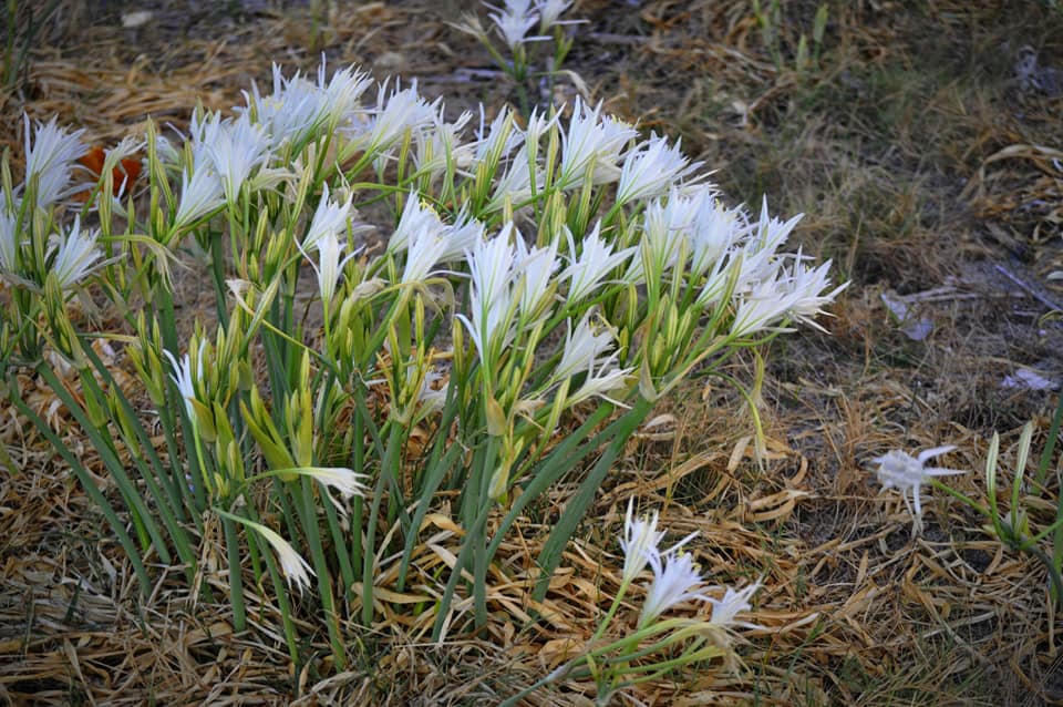 gigli mare Briatico