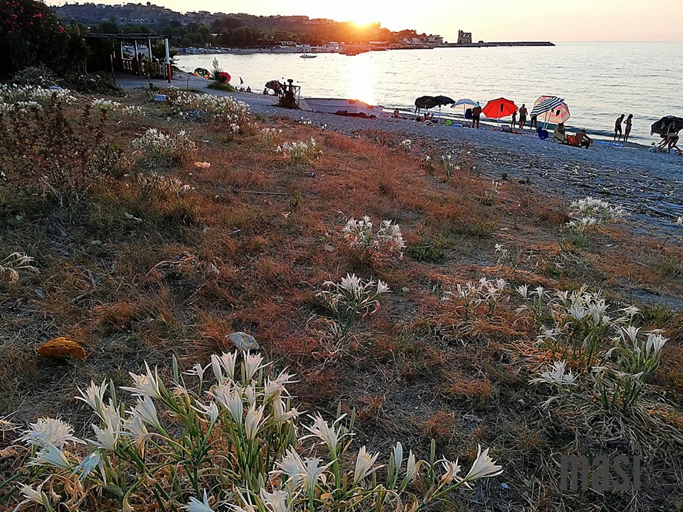 gigli mare Briatico