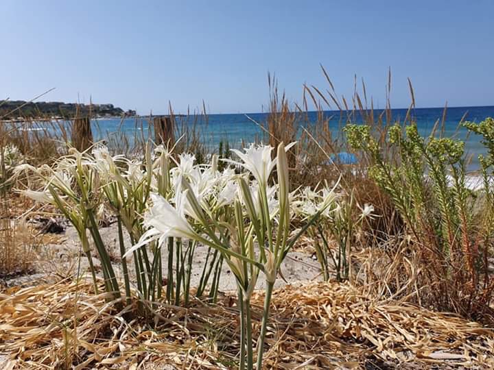 gigli mare Briatico