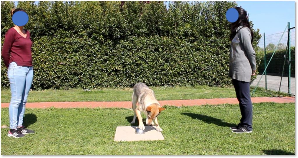 lupo o cane da compagnia