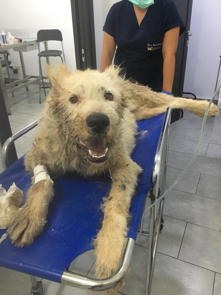 maltrattamenti animali partinico