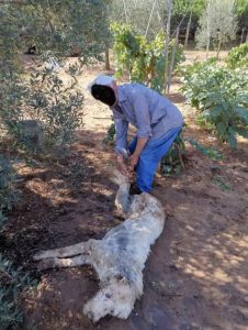 maltrattamenti animali partinico