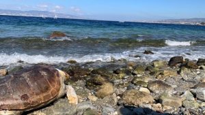 tartaruga caretta caretta reggio calabria