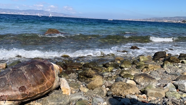 tartaruga caretta caretta reggio calabria