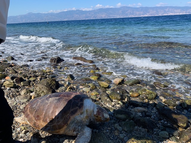 tartaruga caretta caretta reggio calabria