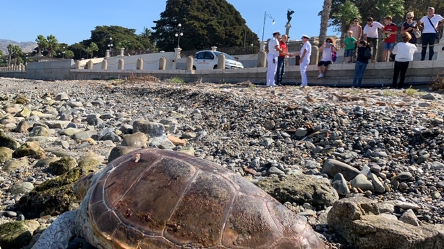 tartaruga caretta caretta reggio calabria