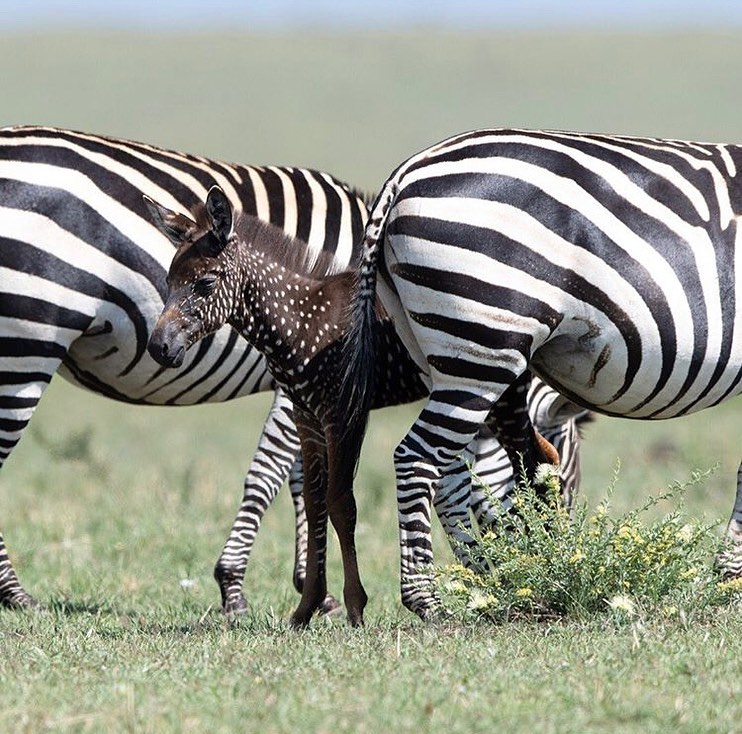 zebra pois