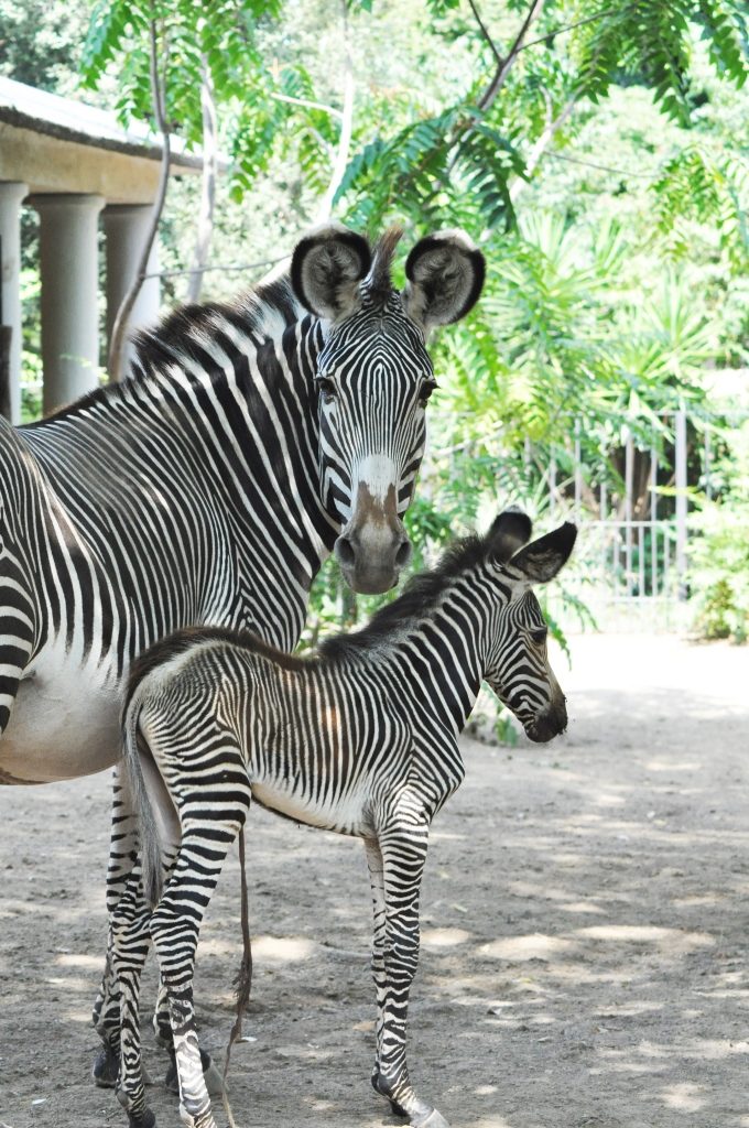 zebra reale bioparco roma