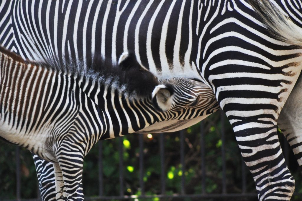 zebra reale bioparco roma