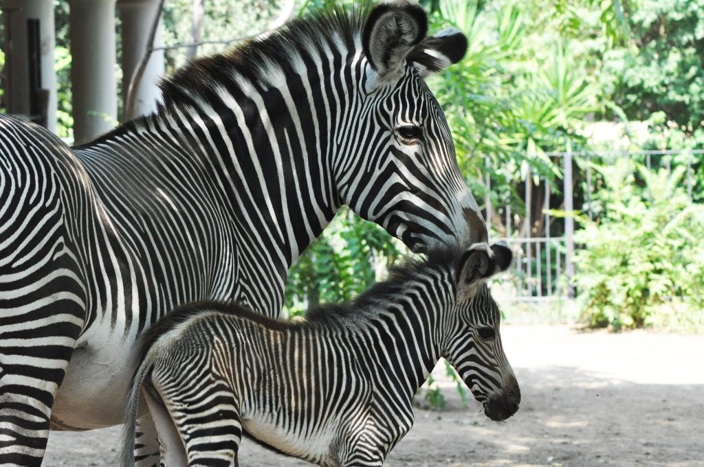 zebra reale bioparco roma