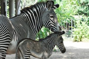zebra reale bioparco roma