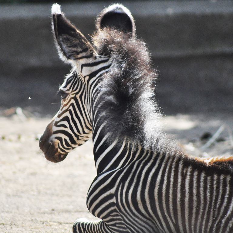 zebra reale bioparco roma