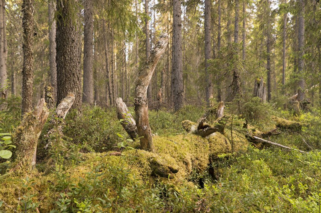 Foresta Dvinsky