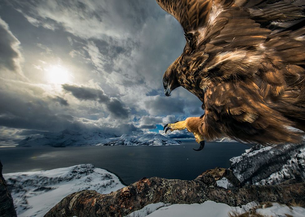 aquila