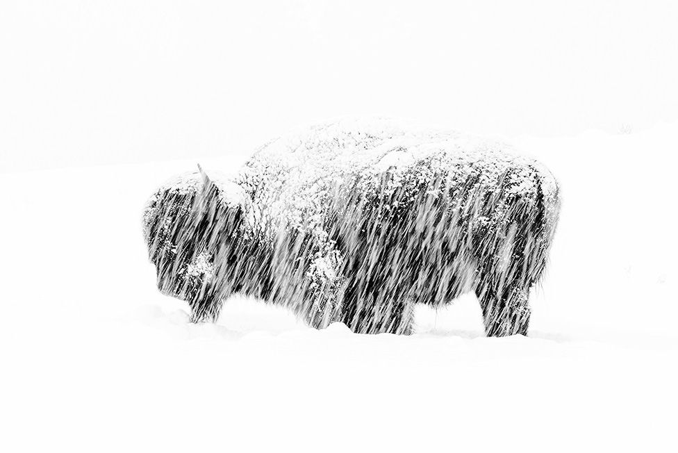 bisonte
